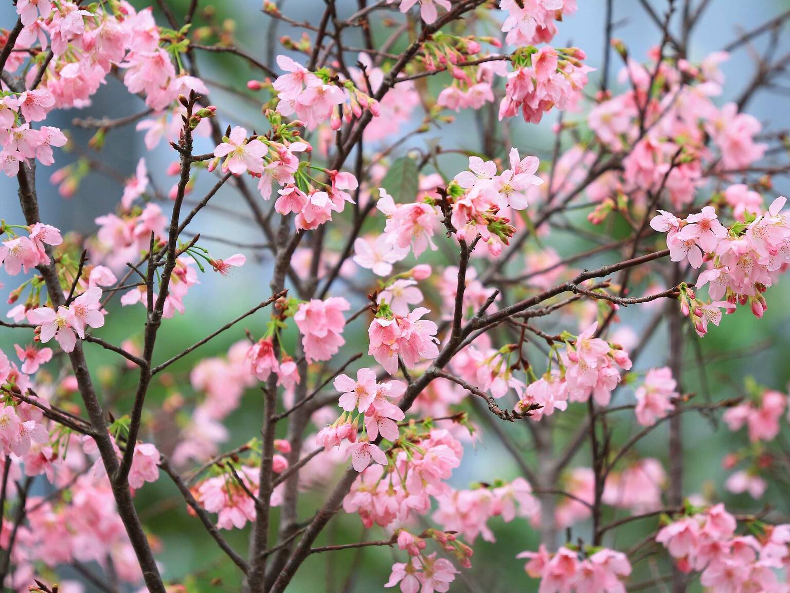 9 Best Places to See Cherry Blossom in Hong Kong 2024