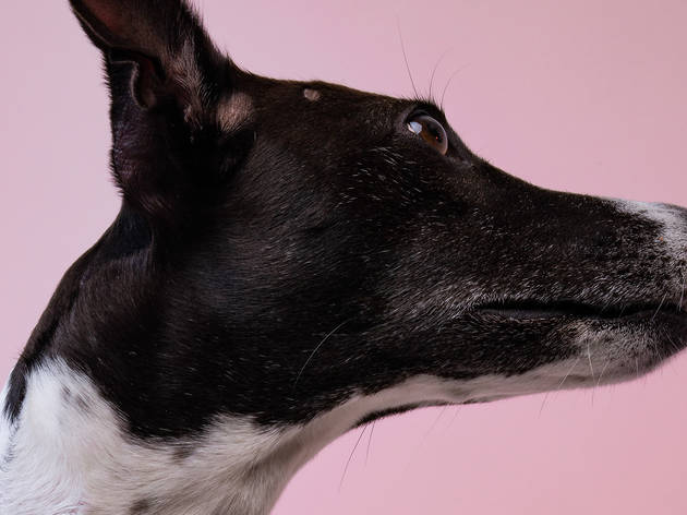 dog dog