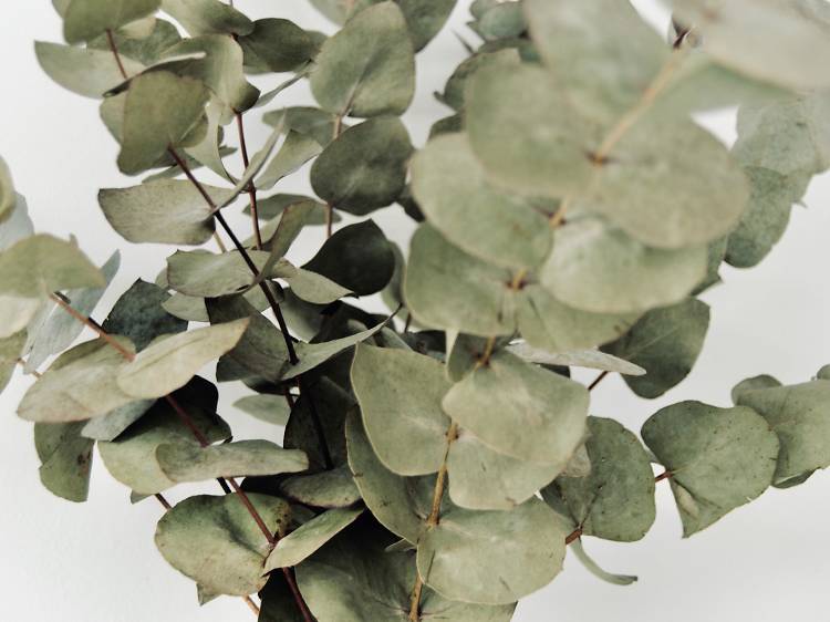 Eucalyptus