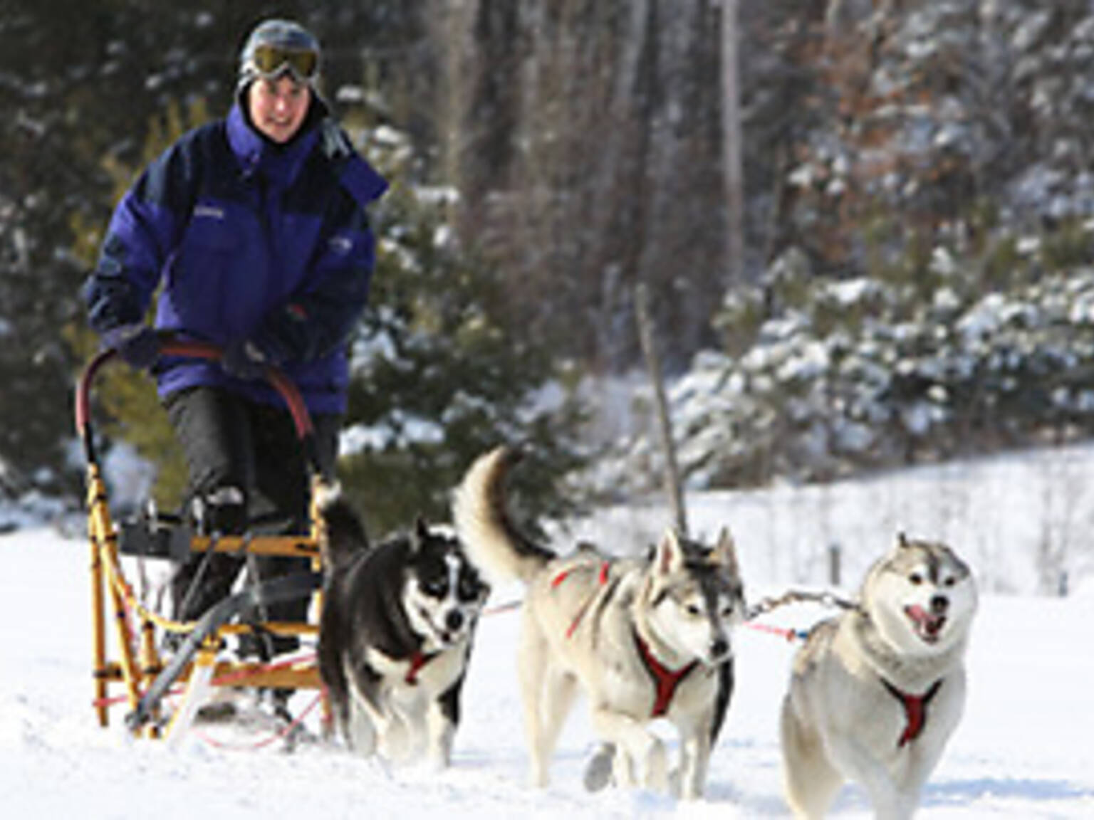Dog Sledding Montreal Offers for a Fun and Frosty Mush and Rush