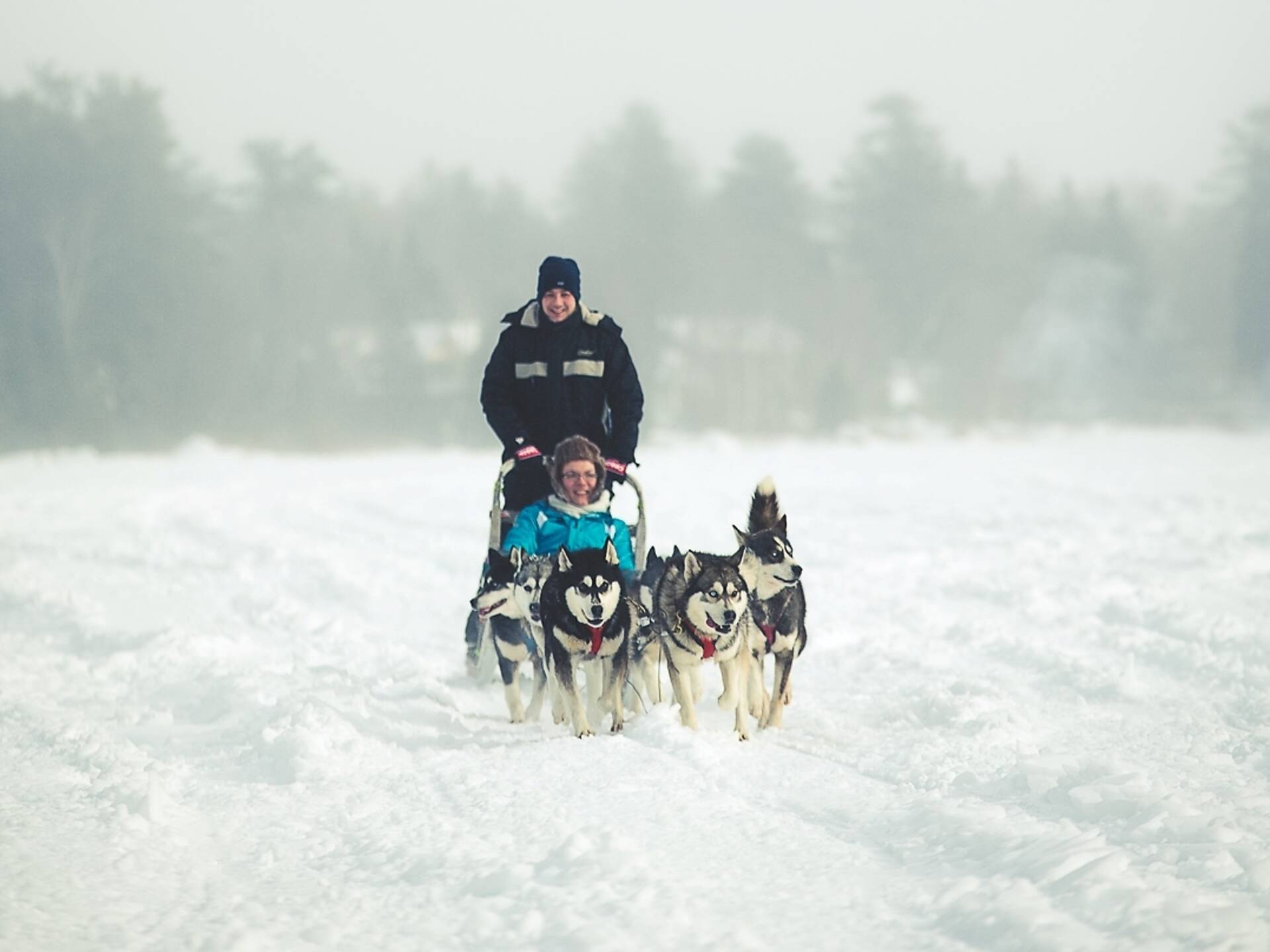 Dog Sledding Montreal Offers for a Fun and Frosty Mush and Rush