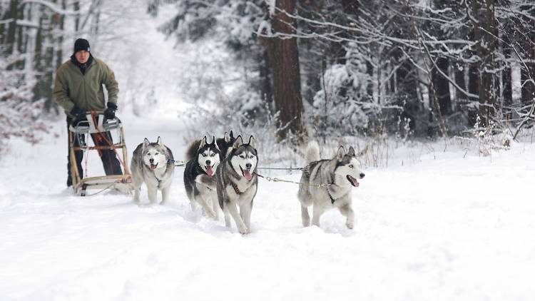 Did you ever think of dog sledding?