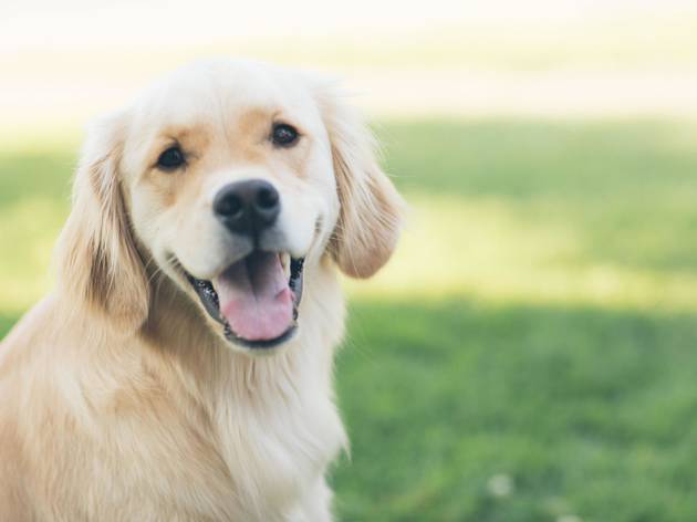 cães cães
