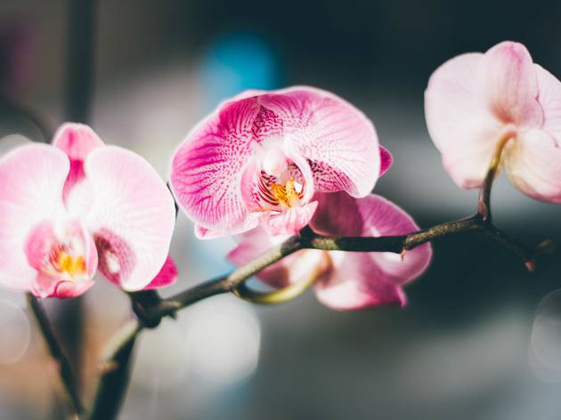Cheira bem, cheira a Orquídeas da Colômbia no Zoo de Lisboa Cheira bem, cheira a Orquídeas da Colômbia no Zoo de Lisboa