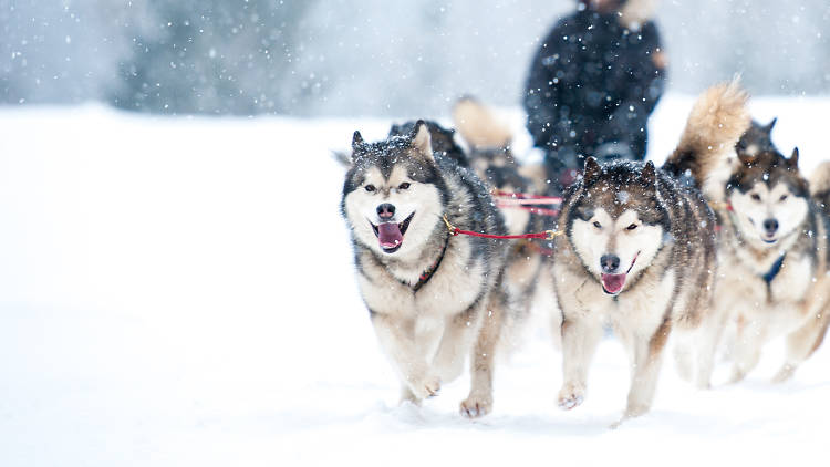 Lake Placid Dog Sled Rides