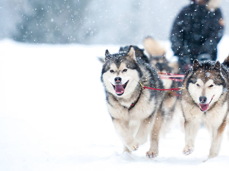 Lake Placid Dog Sled Rides