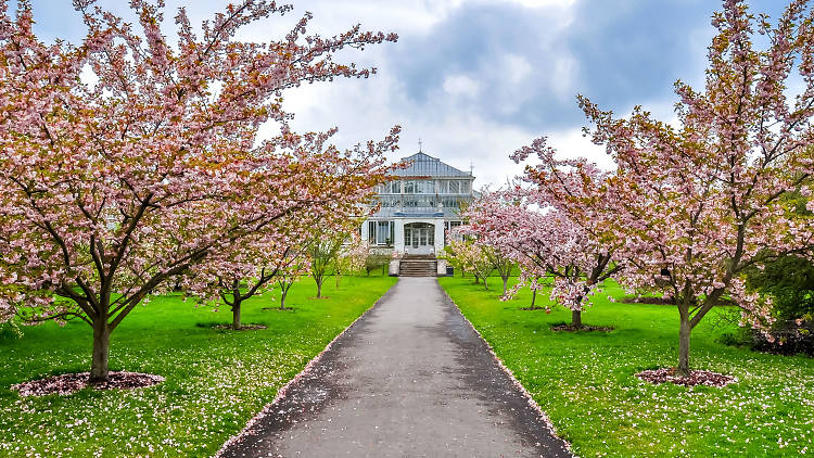 Kew gardens cherry blossom