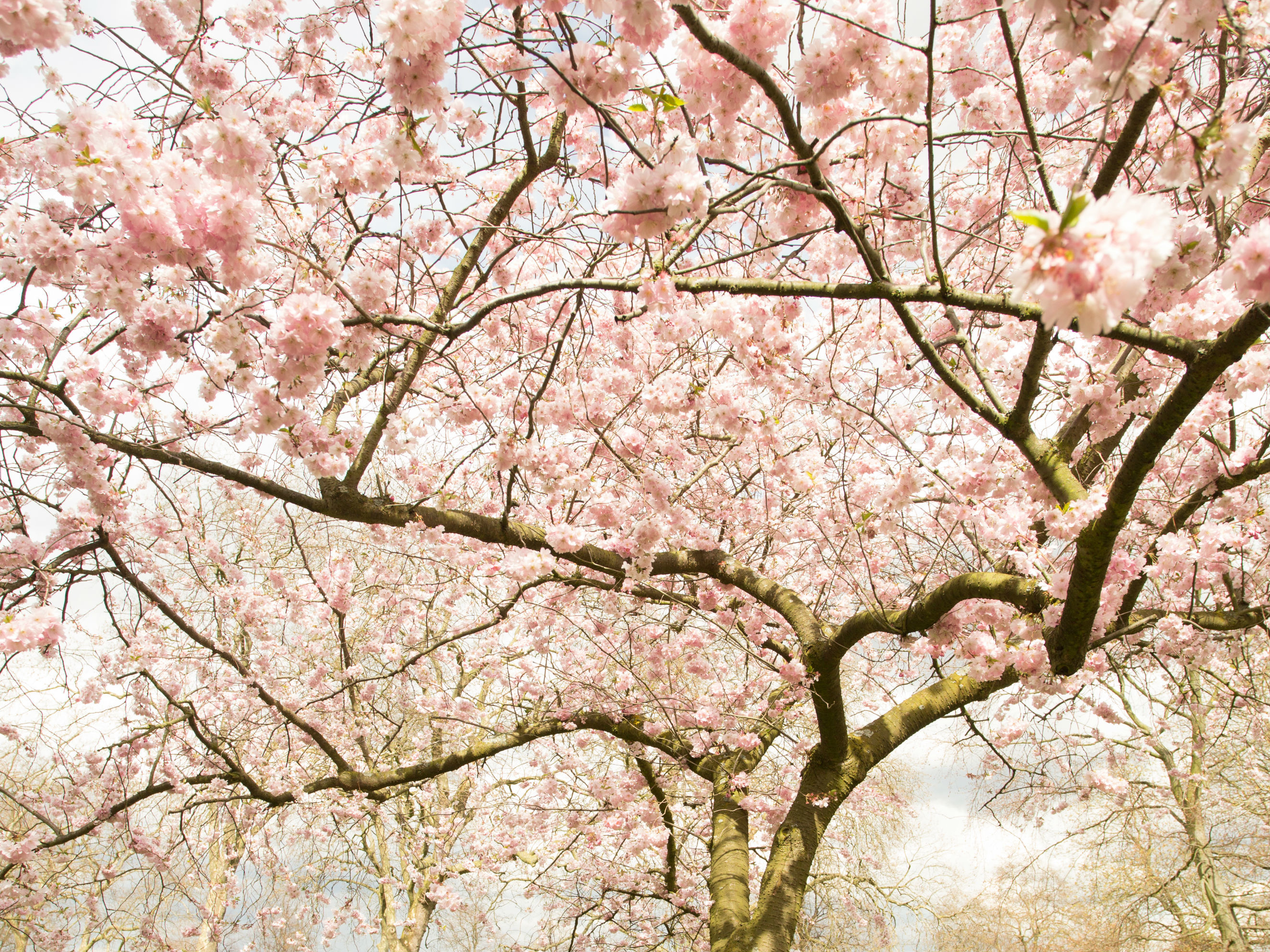 9 Places To See Cherry Blossom in London Cherry Blossom Season 2021