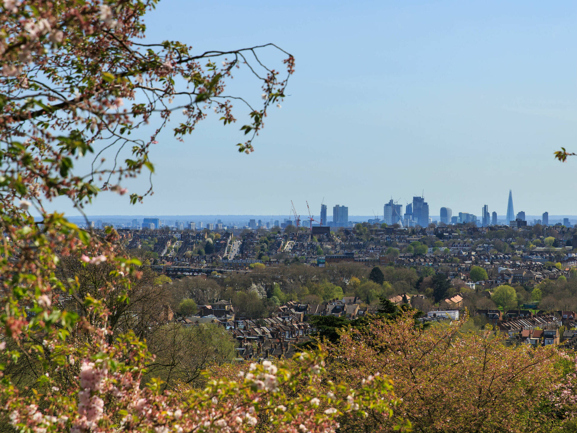 Best Places To See Cherry Blossom in London in Spring 2026