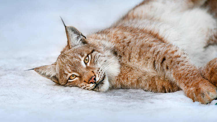 Eurasian Lynx in Risnjak National Park