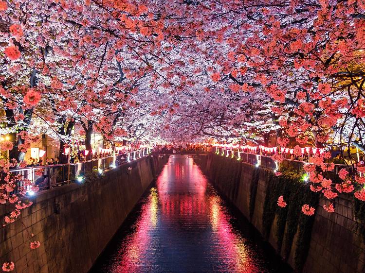 Tokyo cancels two major cherry blossom festivals this year 