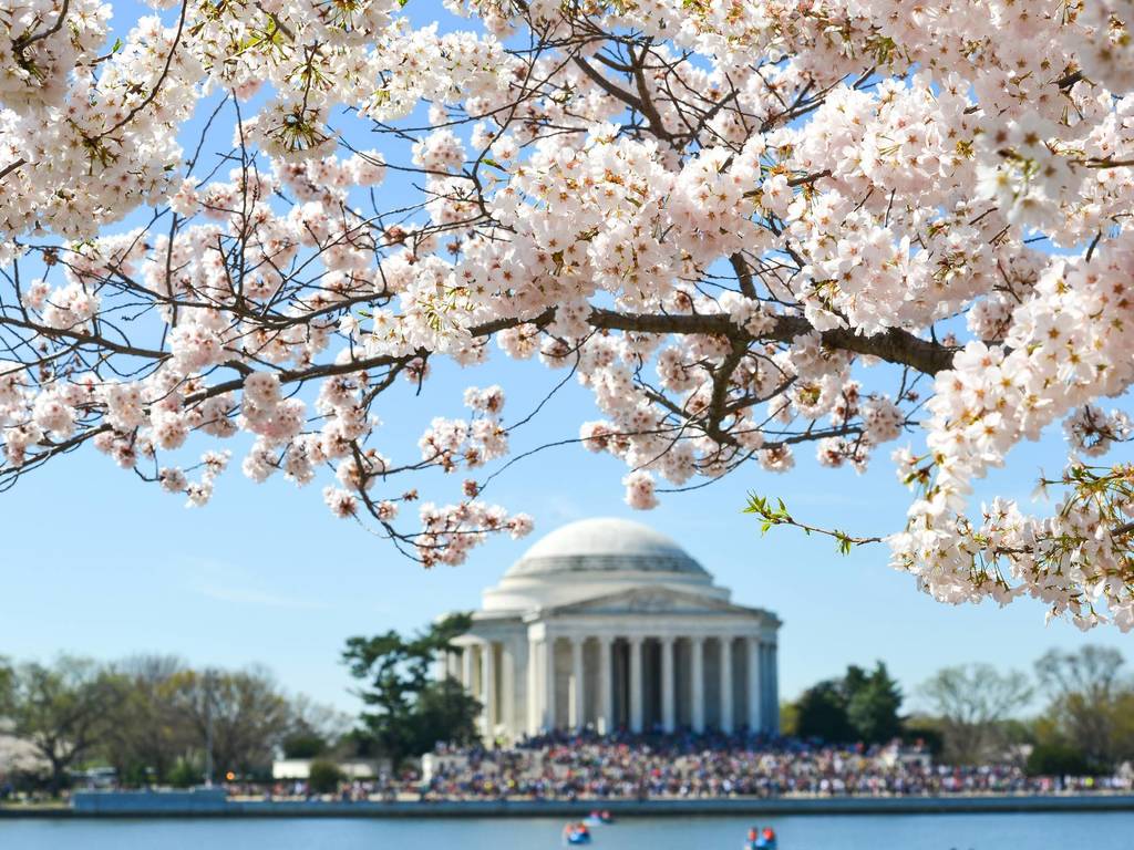 13 Best Places to See Cherry Blossoms in the USA This Spring
