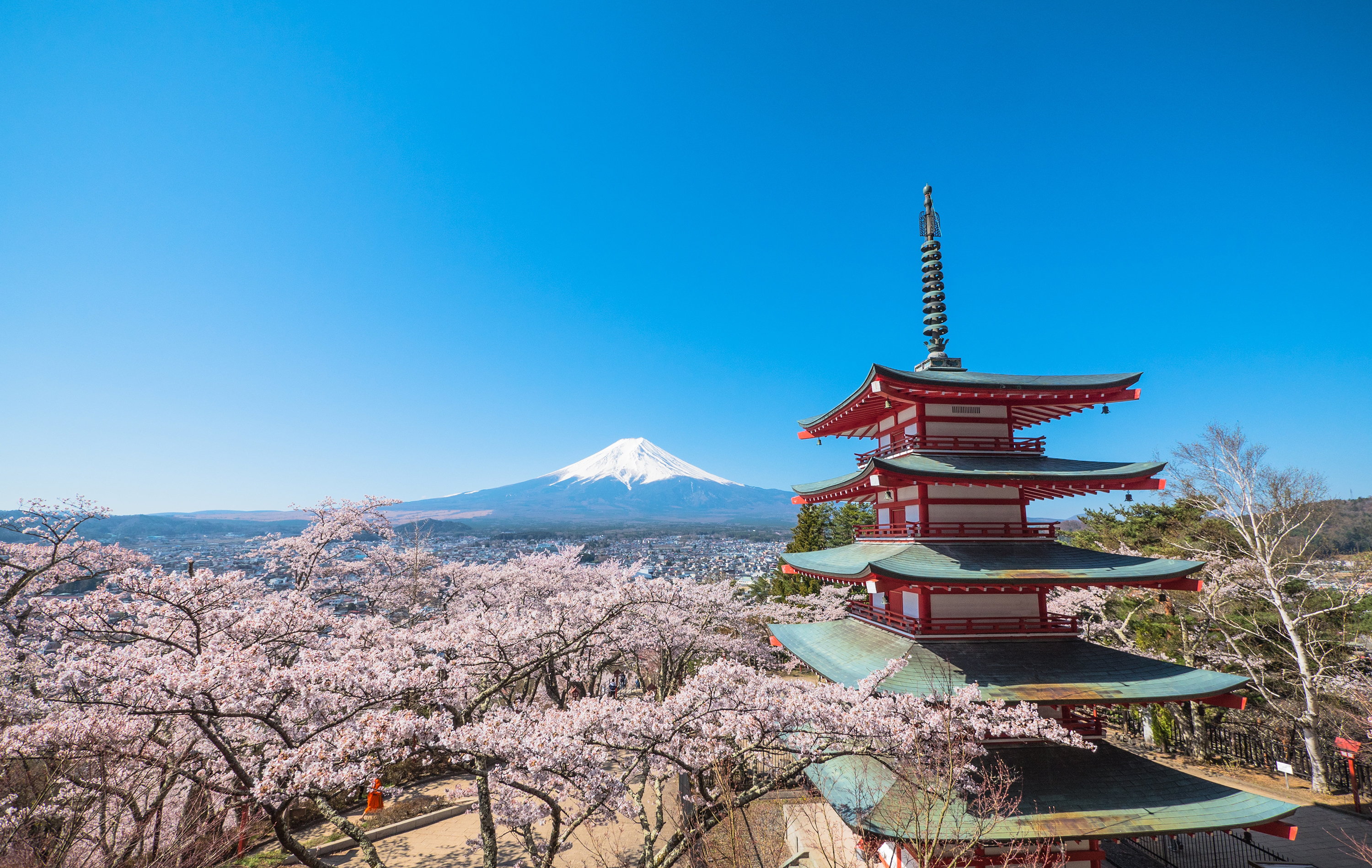 Japan has cancelled its famous cherry blossom festival over concerns about unruly tourism