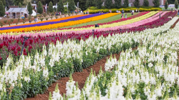 Floral fields at the Tesselaar KaBloom Festival