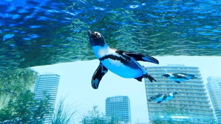 “世界ペンギンの日”in サンシャイン水族館～SAVE THE PENGUIN CAMPAIGN～