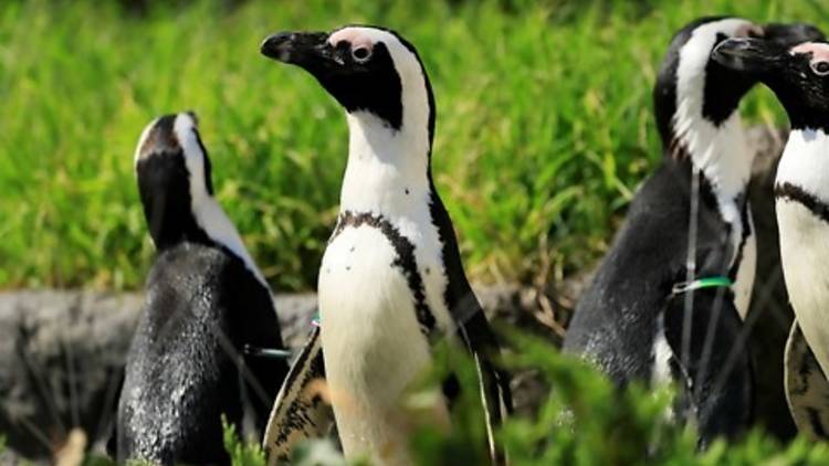 “世界ペンギンの日”in サンシャイン水族館～SAVE THE PENGUIN CAMPAIGN～