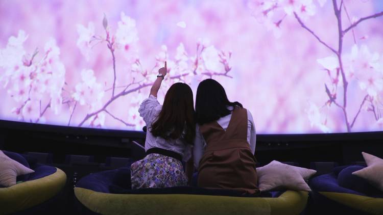  Hanami at the Planetariumプラネタリウムでお花見を。