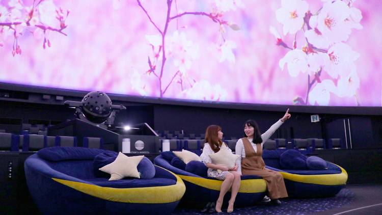 Hanami at the Planetarium プラネタリウムでお花見を。