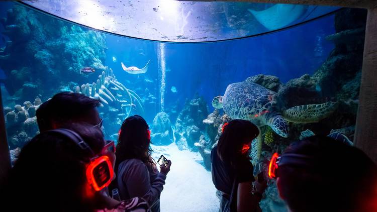 Silent Disco at the Sea Life London Aquarium