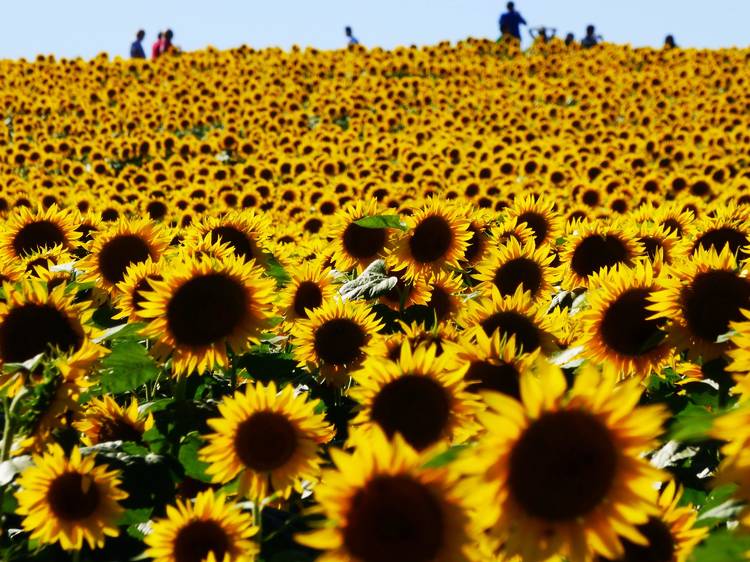 Generic sunflower field