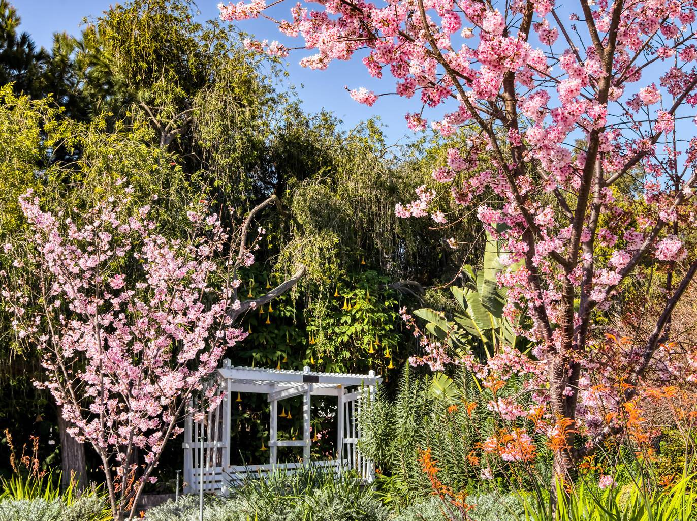 Where to See Cherry Blossoms in Los Angeles 2024