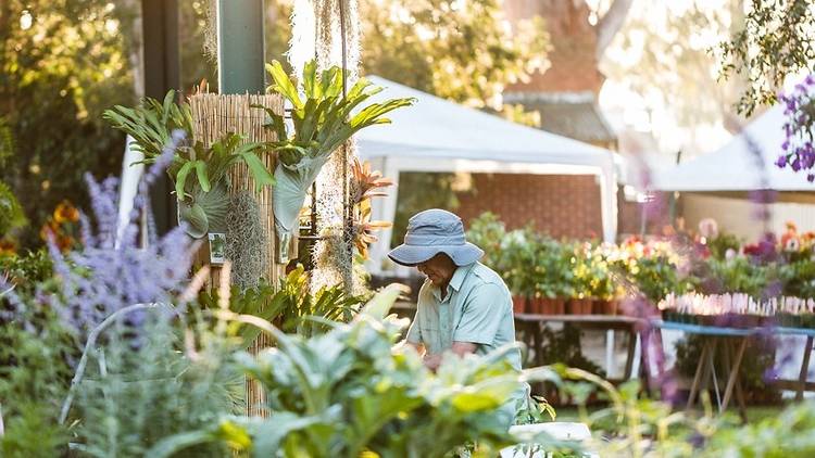 Collectors' Plant Fair