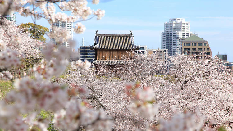 Maizuru Park, Fukuoka