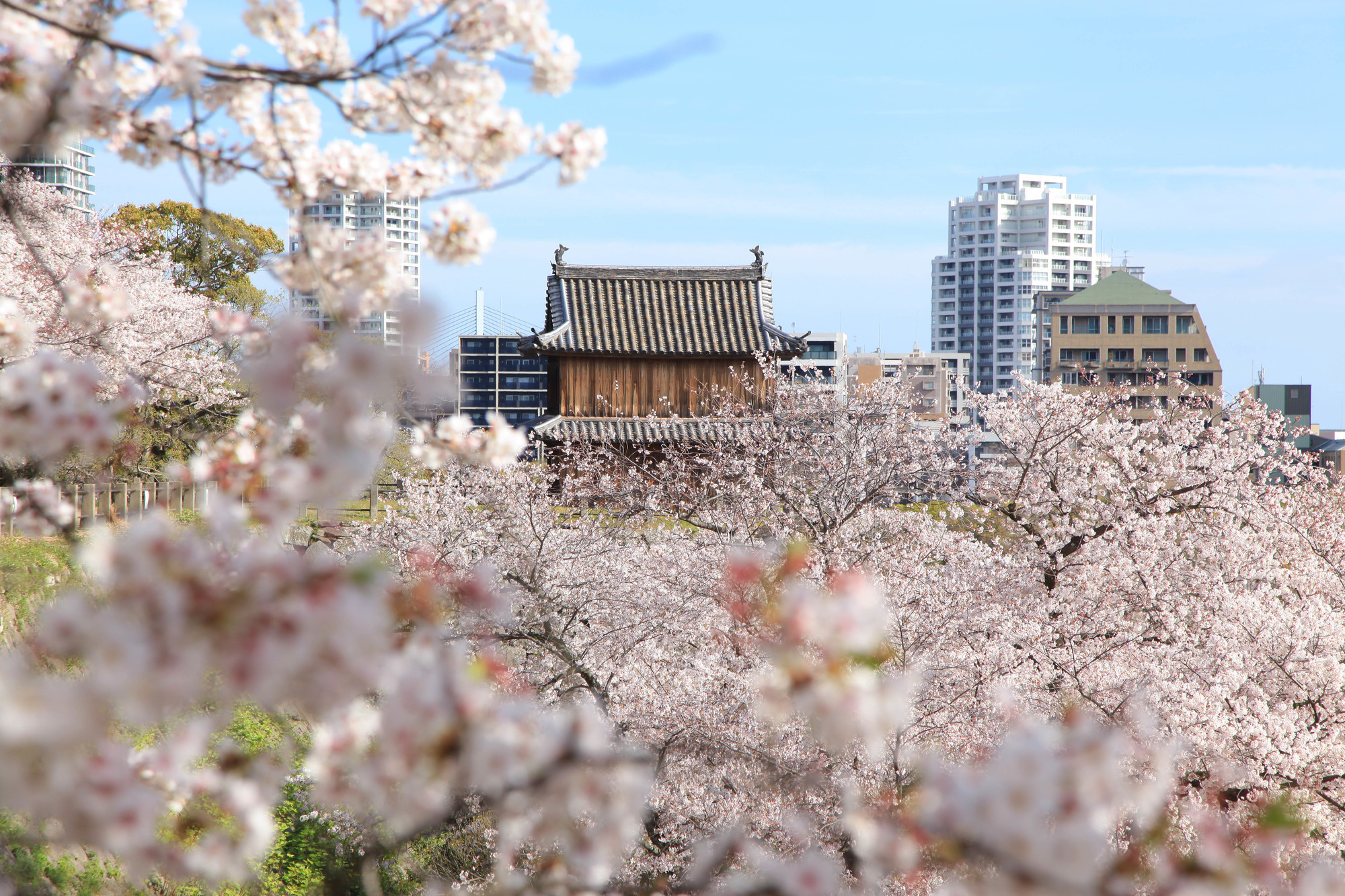 The Best Places To See Cherry Blossoms In Japan Outside Of Tokyo Time Out Tokyo