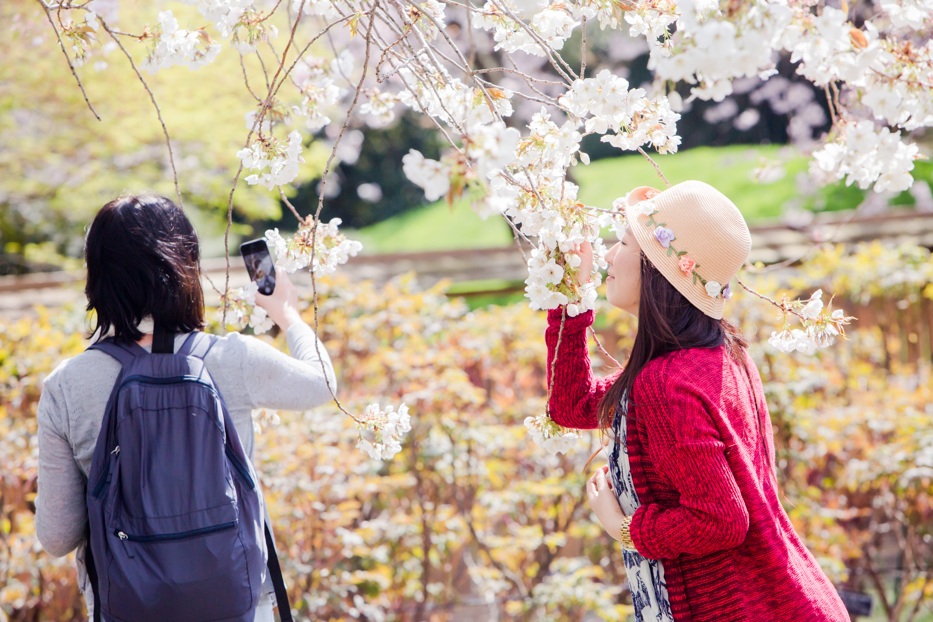 Meet you at the blossom новелла. Сакура Мацури. Сакура. Команда Sakura Blossom. Bloom Japanese.