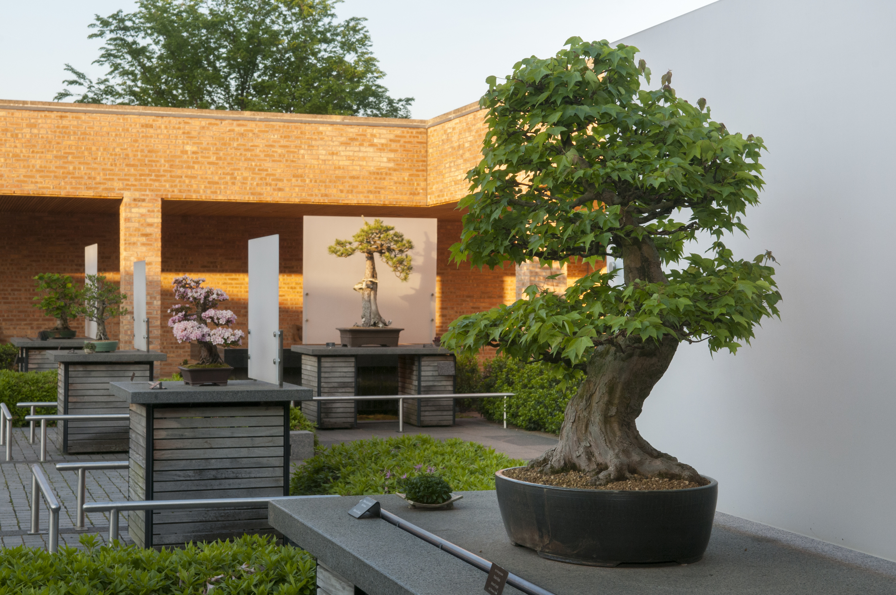Mid-America Bonsai Exhibition | Things to do in Chicago