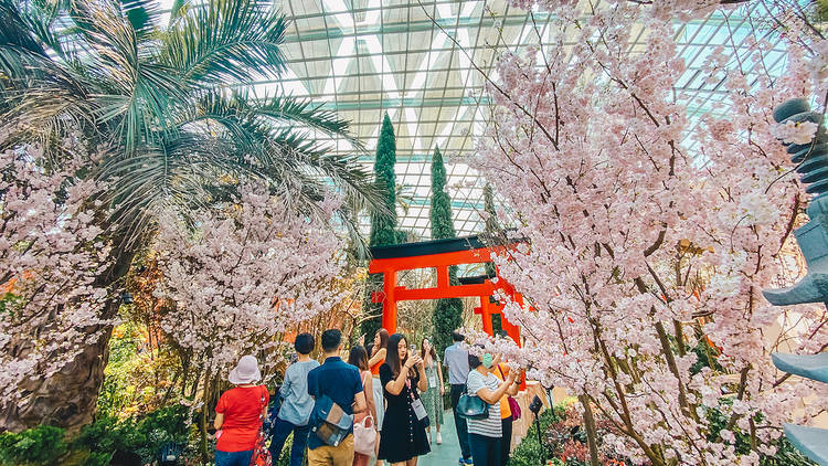 Sakura Matsuri, Gardens by the Bay