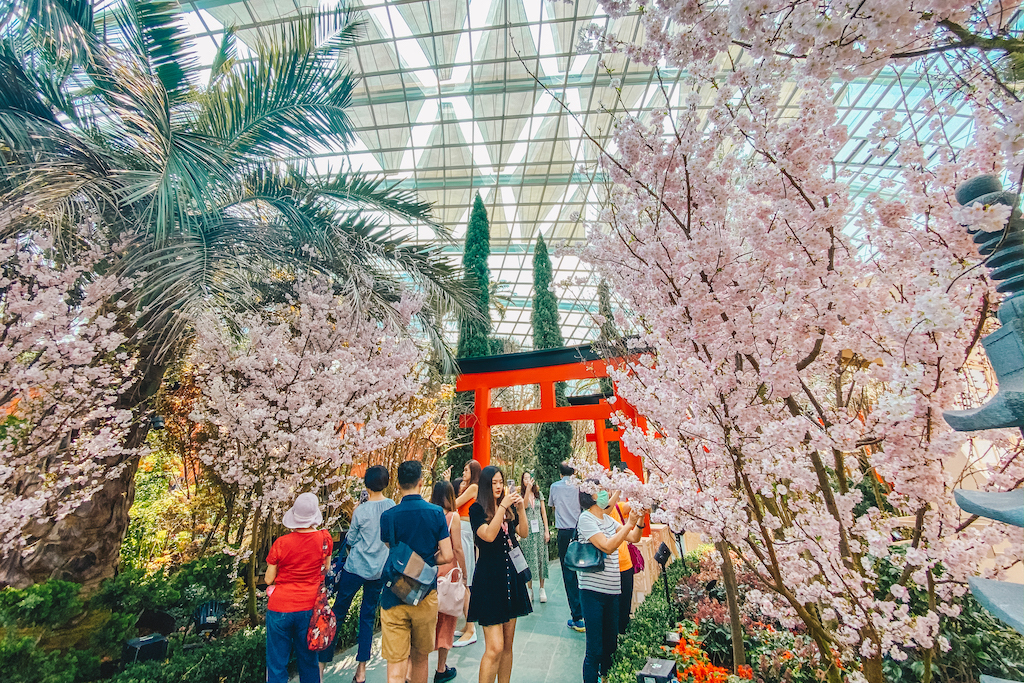 Welcome Spring With Cherry Blossoms At Gardens By The Bay S Sakura Matsuri