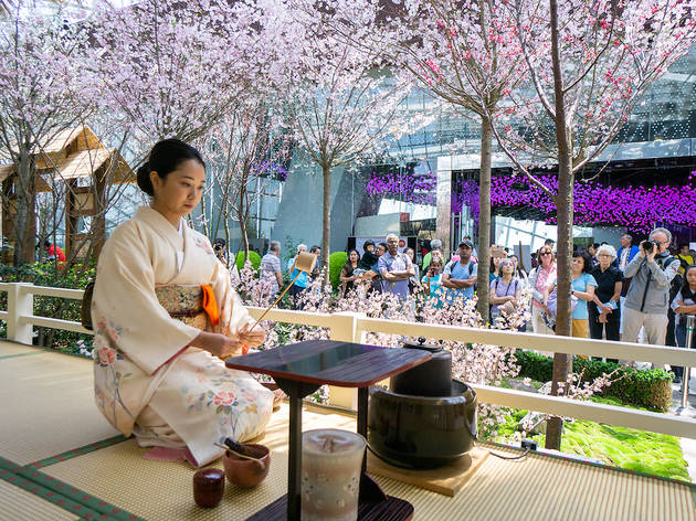 Welcome Spring With Cherry Blossoms At Gardens By The Bay S Sakura Matsuri