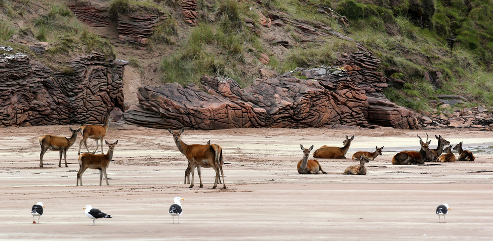 Isle of Rum