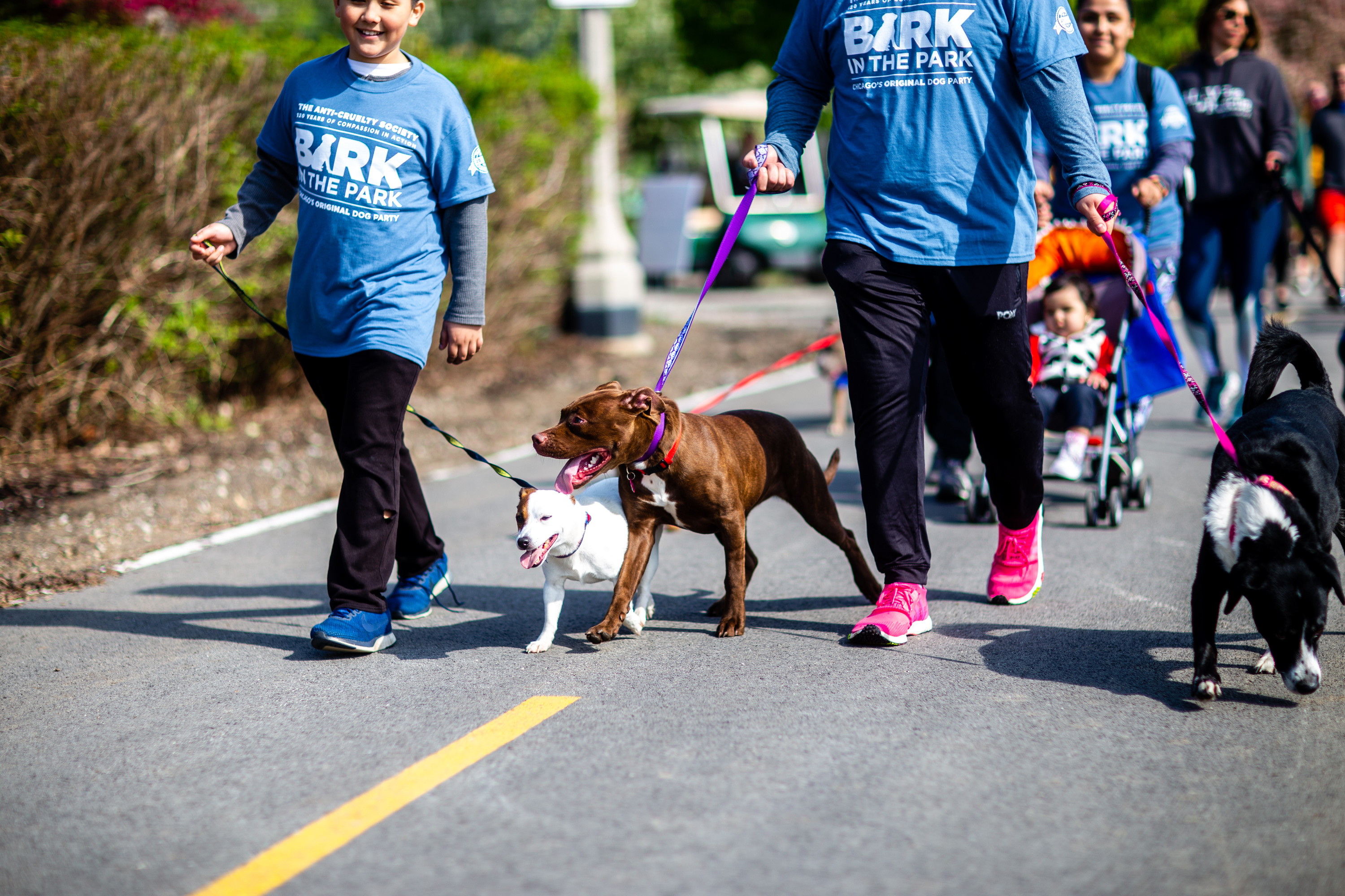 Bring your Dog to the Park this Summer