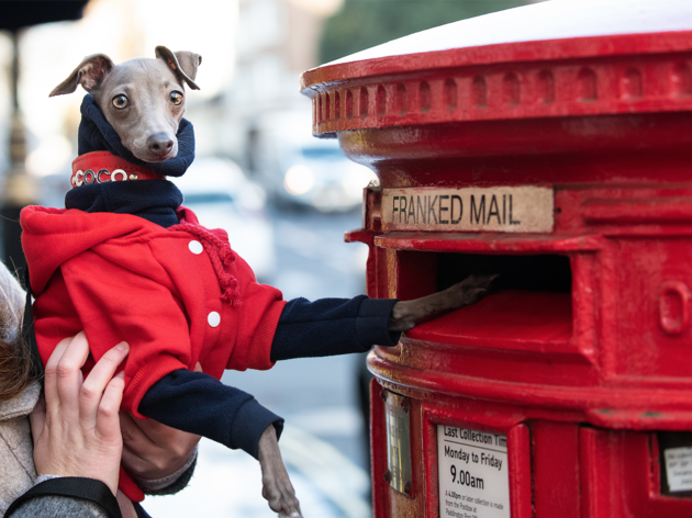 London Dog Week London Dog Week