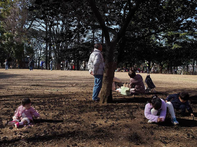 「SAKURA」参考画像、2019年 「SAKURA」参考画像、2019年