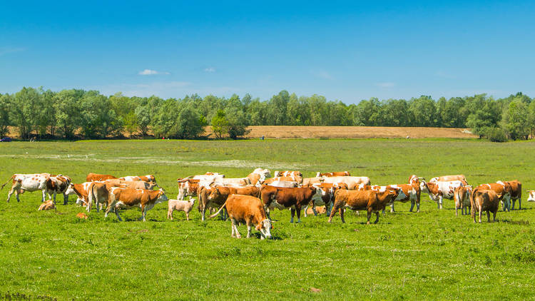 Cows grazing the endless farmlands of Sisak-Moslavina county