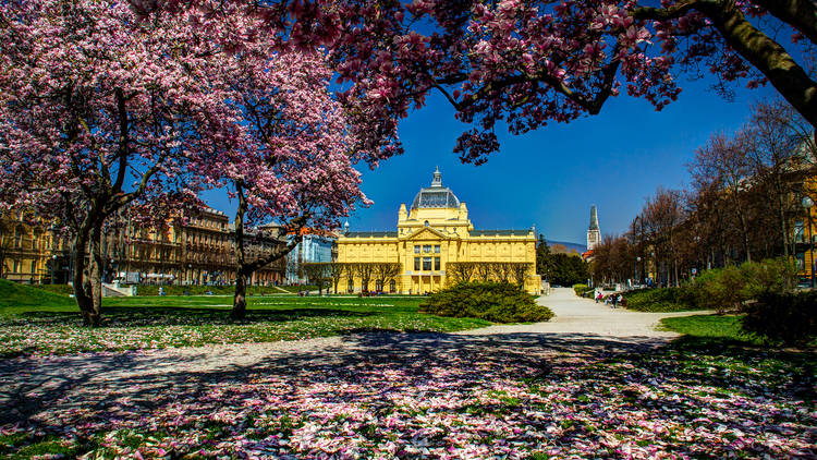 Cherry blossoms at King Tomislav Square in Zagreb