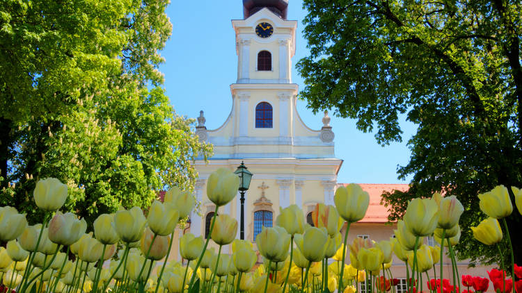 Tulips highlighting the Cathedral of Teresa of Ávila in Bjelovar city