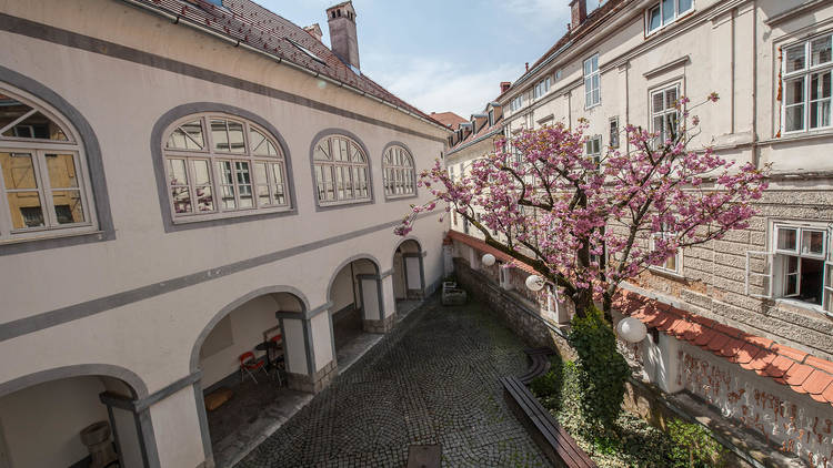 Cherry blossoms in the Karlovac City Museum's courtyard