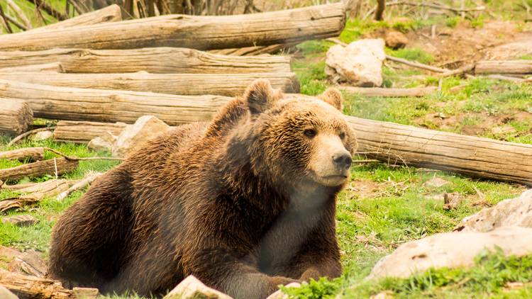 Brown bear in the verdant Lika region