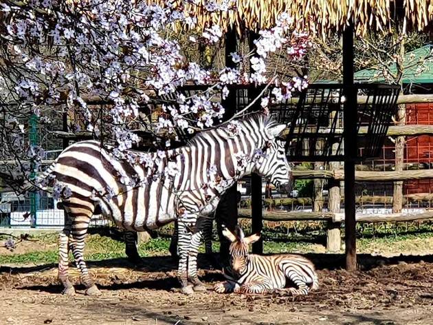 The Zagreb Zoo's newest member with its mother The Zagreb Zoo's newest member with its mother