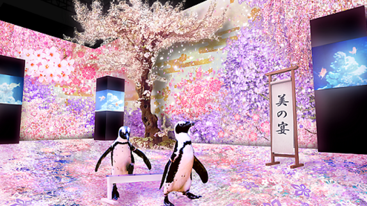 NAKED SAKURA AQUARIUM