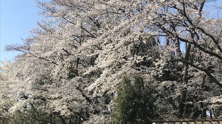 Ageo Maruyama Park