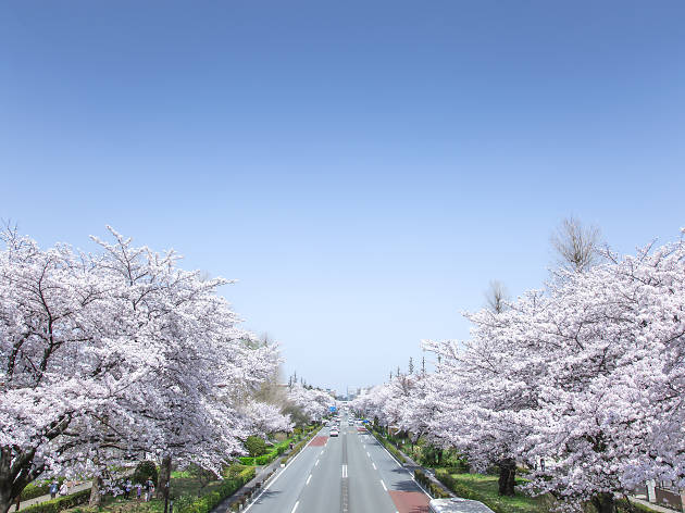 Kunitachi sakura cherry blossoms Kunitachi sakura cherry blossoms