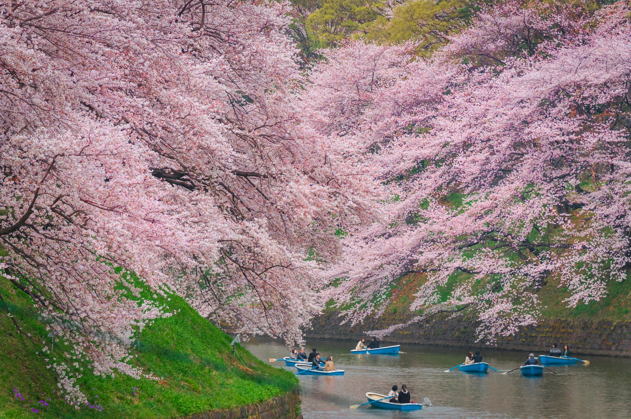 Tokyo, Japan. 24th Mar, 2022. The traditional Japanese Cherry blossom  season in Tokyo is set to start on March 28, 2022. Some Sakura trees  started to bloom already, like here in Naka