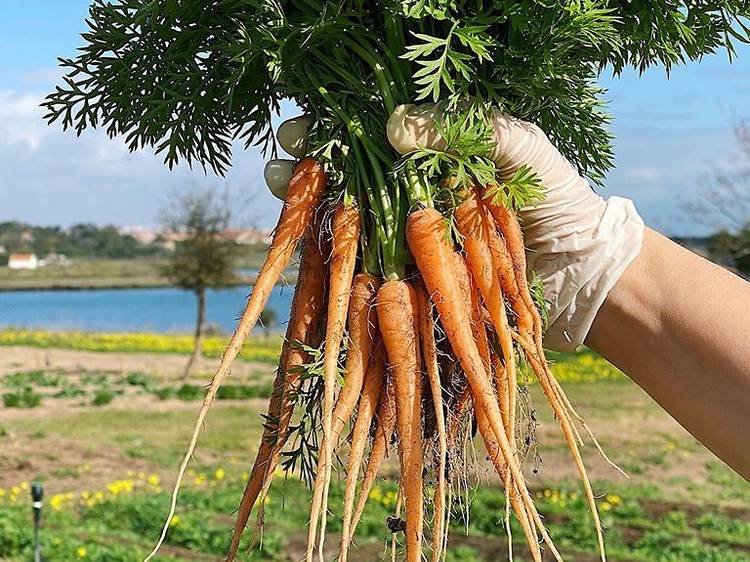 Serviços de entrega ao domicílio de produtos frescos 