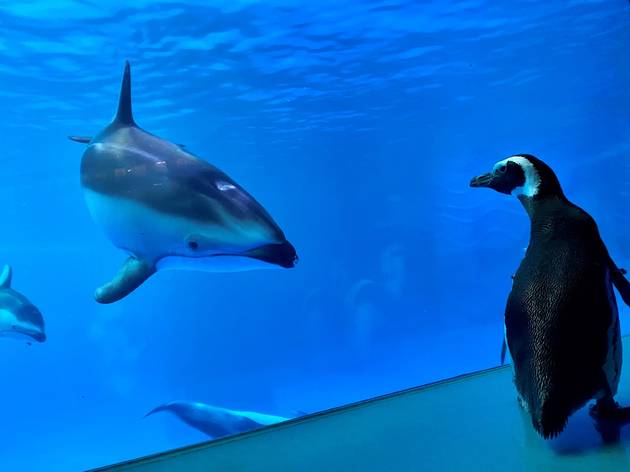 Shedd Aquarium penguins