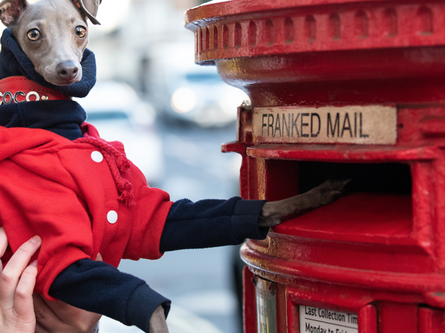 London Dog Week has officially been postponed due to coronavirus London Dog Week